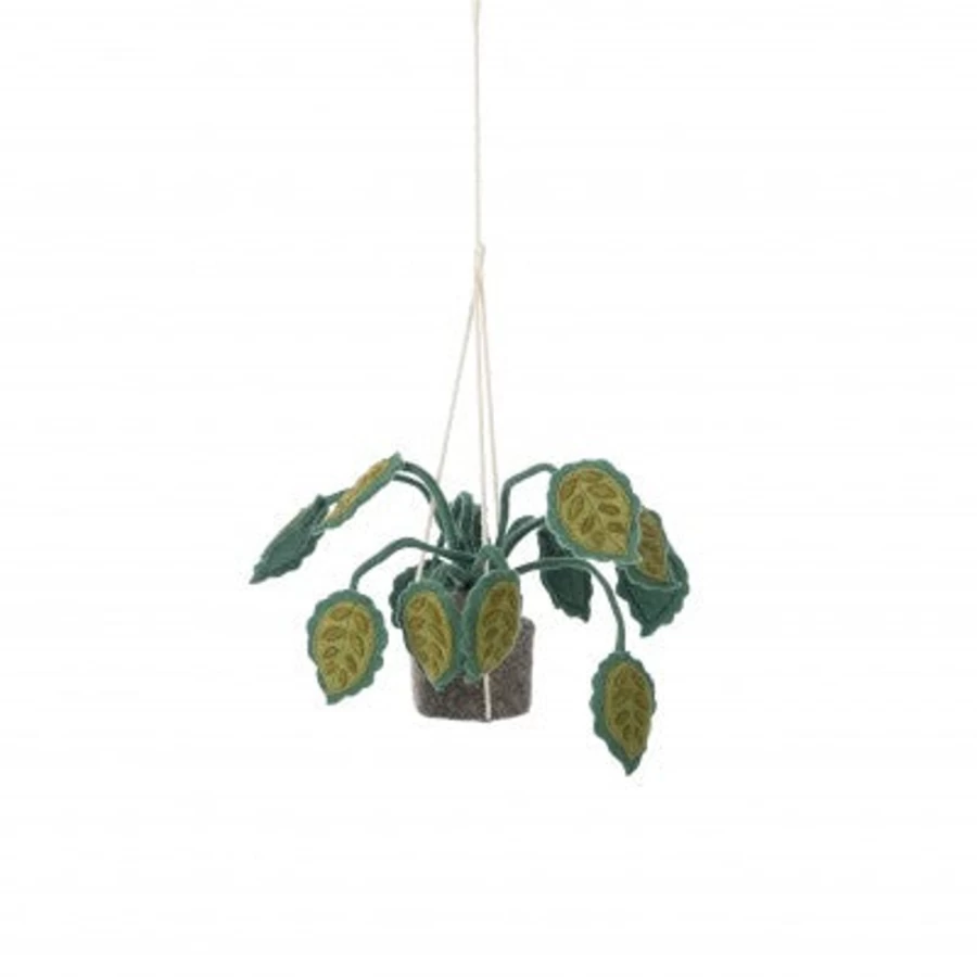 Kids Depot Hanging Plant for Home Decor - Kd Indoor Hanging Basket with Hook, Air-Purifying House Plant for Room, Office, Nursery, Patio